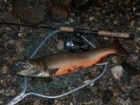 Bach-Saibling oder Dolly-Varden