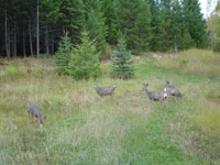 Maultier-Hirsche (Mule Deer)