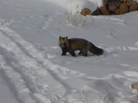 Besuch k&uuml;ndigt sich an