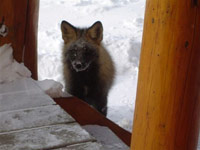 Vor der K&uuml;chenglast&uuml;re