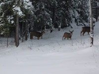 Hirsche ziehen am Haus vorbei